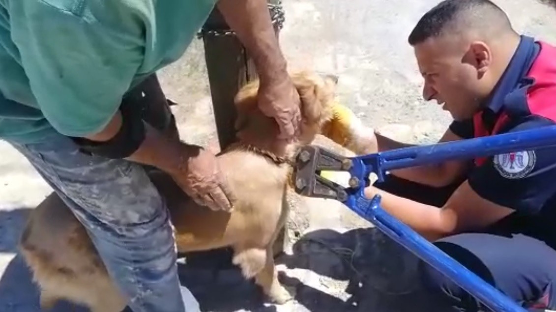 Biri Direğe Bağlı, Diğeri Kuyuda Mahsur Kalan Köpekleri İtfaiye Kurtardı