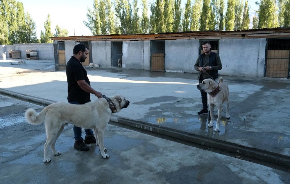 Avrupa Ülkelerinden Bile Talep Gören Saf Irk Köpekler, Erzincanda Yetiştiriliyor