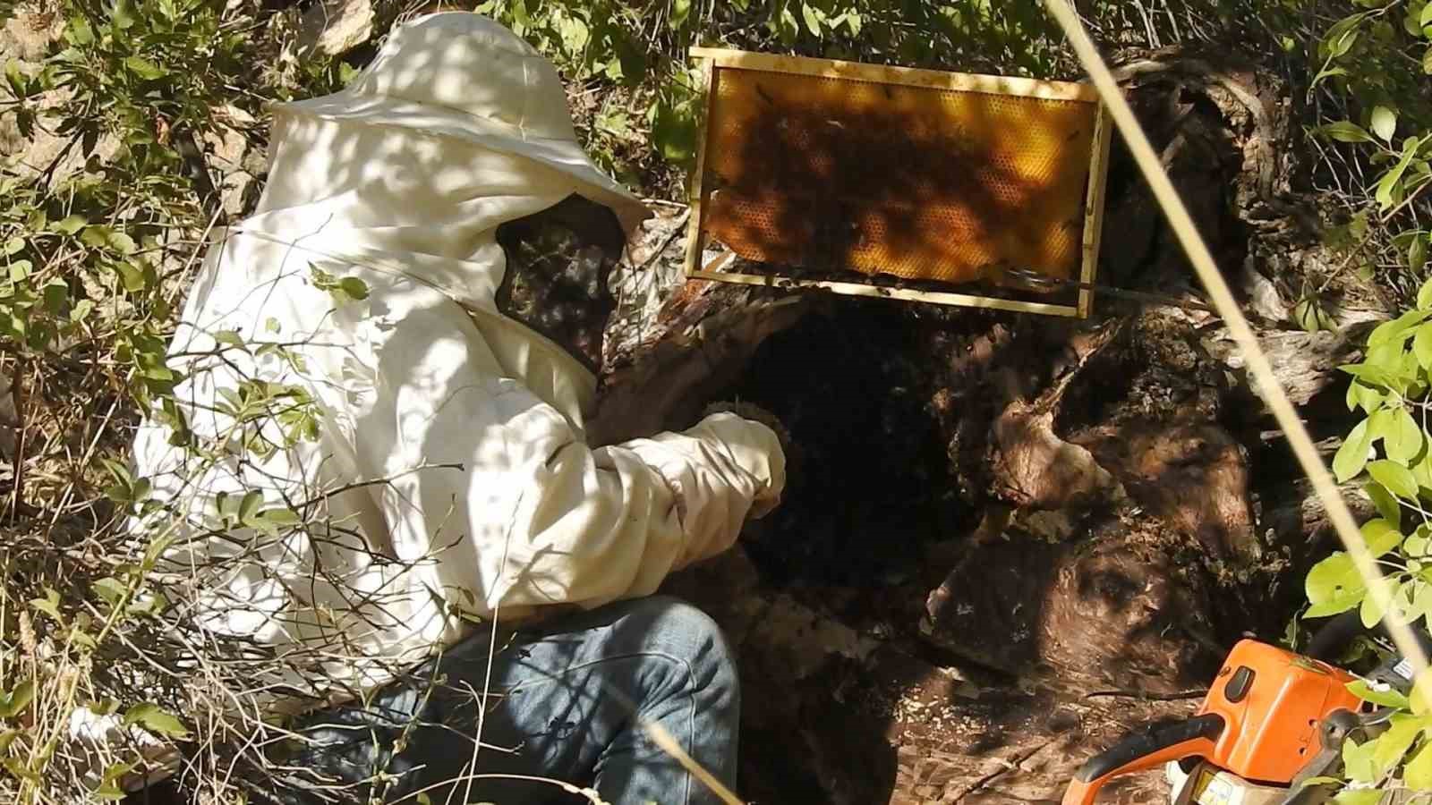 Bal Avcıları Su Kenarından Takip Ettikleri Arılarla Doğal Bala Ulaşıyor