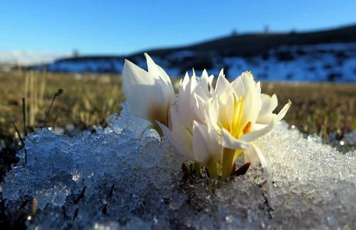 Erzincanda Baharın Müjdecisi Kardelenler Çiçek Açtı