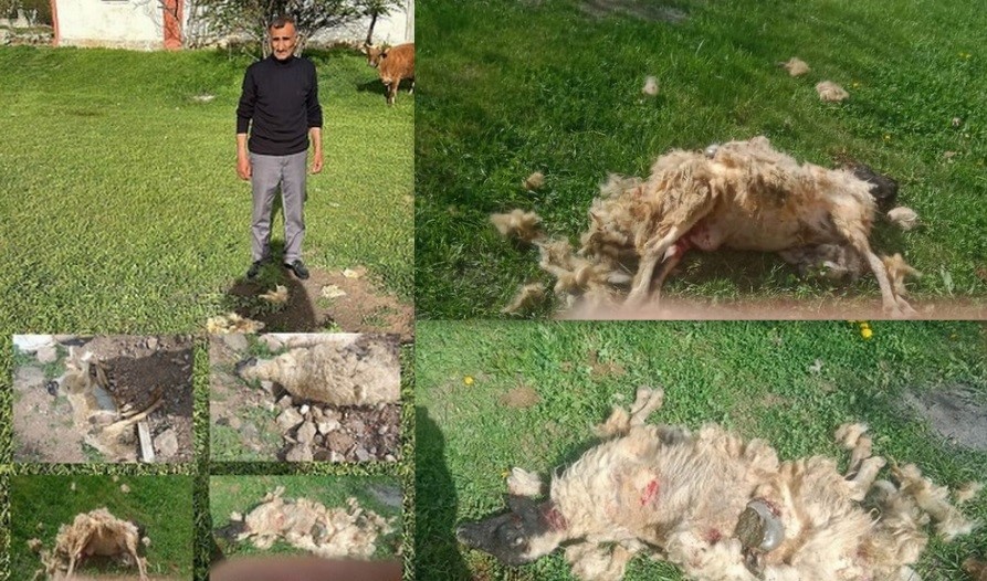 Erzincanda Başıboş Köpeklerin Saldırdığı 7 Koyun Telef Oldu