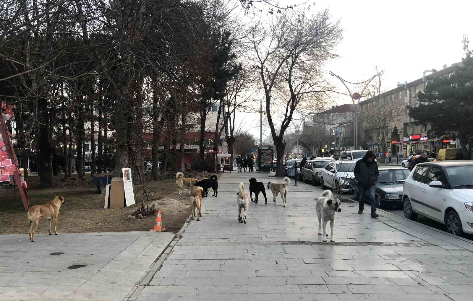 Erzincanda Hayvan Barınağı, Sosyal Medyaya Düşen Görüntülerle Gündem Oldu