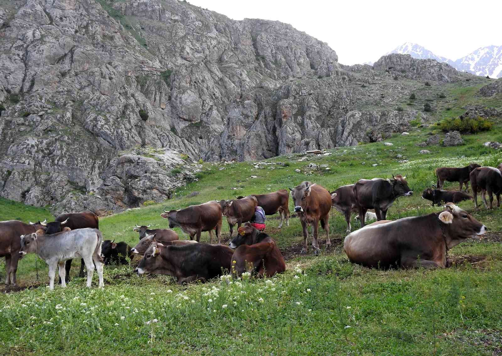 Munzur Dağlarında İç Isıtan Görüntü; Dağ Keçileriyle İnek Sürüsü Bir Arada