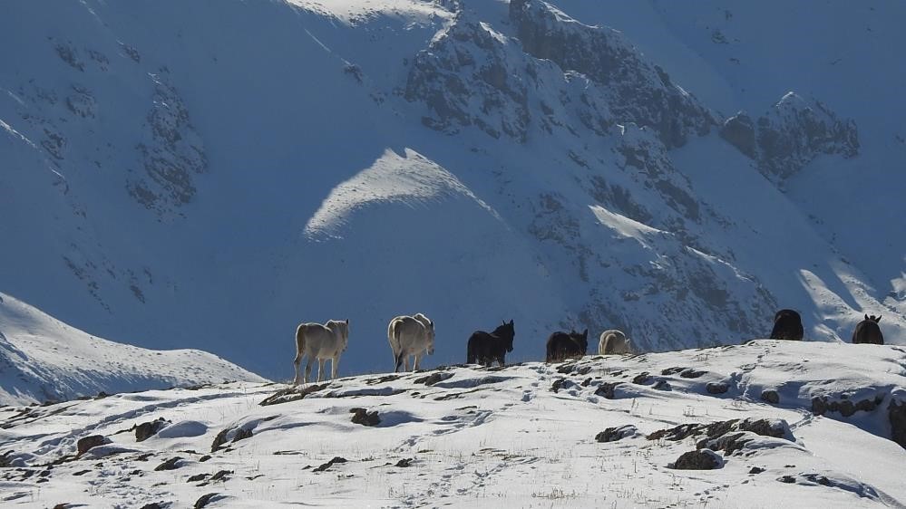 Munzur Dağlarının Bir Başka Güzellikleri: Yılkı Atları