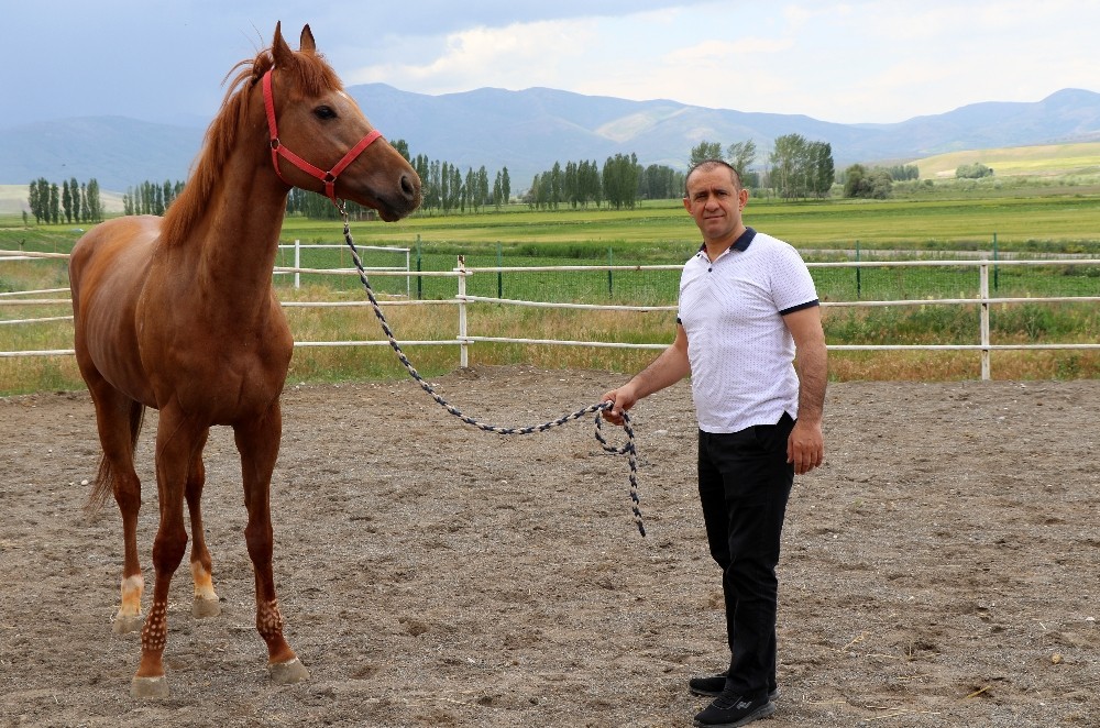 Yarışların Efsane Atları Erzincanda Yetişiyor