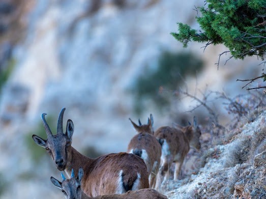Yaban Keçileri Munzur Dağlarına Güzellik Katıyor